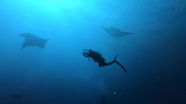 Gigantické Black Oceanic Manta Ray ryby plovoucí na pozadí modré vody — Stock video