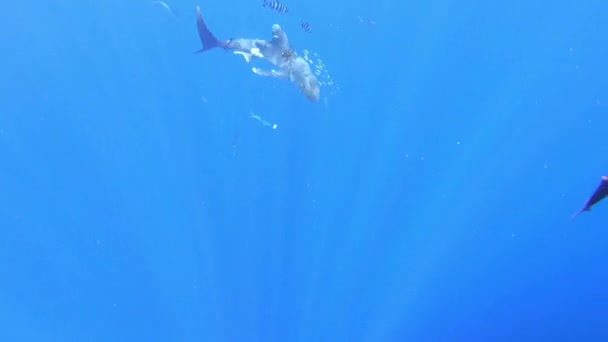 Un tiburón longimano herido por una red de pesca de plástico nada en el abismo submarino del océano. — Vídeo de stock
