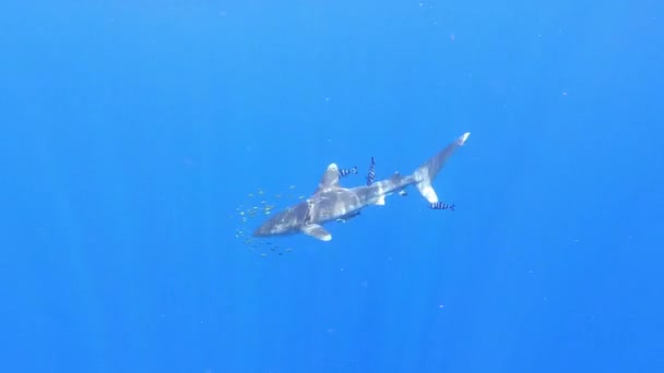 Um tubarão ferido por uma rede de pesca de plástico nada no abismo submarino. — Vídeo de Stock