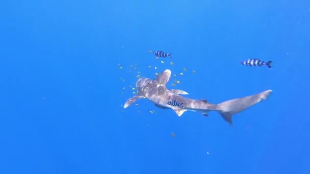 Een haai gewond door een plastic visnet zwemt in onderwater oceaan afgrond. — Stockvideo