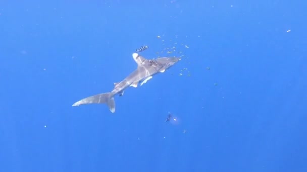 Un tiburón longimano herido por una red de pesca de plástico nada en el abismo submarino del océano. — Vídeo de stock