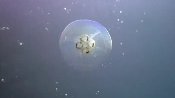 Zbliżenie Compass meduzy pływać w niebieskiej wodzie w Morzu Czerwonym. — Wideo stockowe