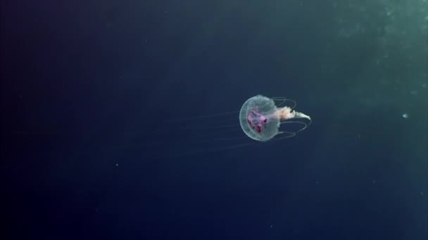 Closep-up Kompas medúzy plavat v modré vodě v Rudém moři. — Stock video