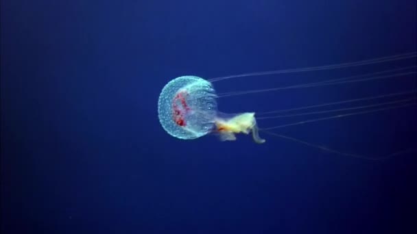 Primer plano de las medusas brújula nadan en el agua azul en el Mar Rojo. — Vídeos de Stock