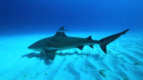 バハマのタイガーシャーク。他の多くのサンゴ礁のサメに囲まれた澄んだ青い水. — ストック動画