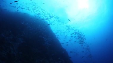 Su altında yiyecek aramak için mavi arka planda bulunan ton balığı sürüsü..