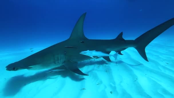 Žralok tygří na Bahamách. Obklopen mnoha dalšími žraloky útesovými Čirá modrá voda. — Stock video