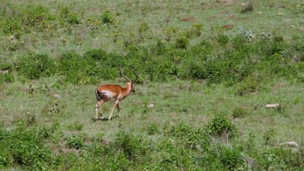 Una gacela caminando a través de una sabana — Vídeo de stock