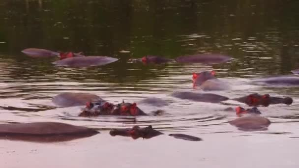 Velká velryba žralok Rhincodon typus krmení na plancton za lodí na Maledivách — Stock video