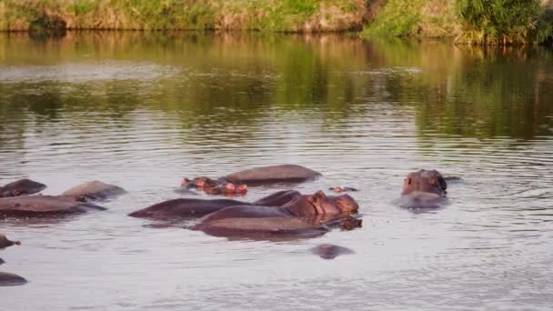 Grote walvishaai Rhincodon typus voedt zich met plancton achter de boot in de Malediven — Stockvideo