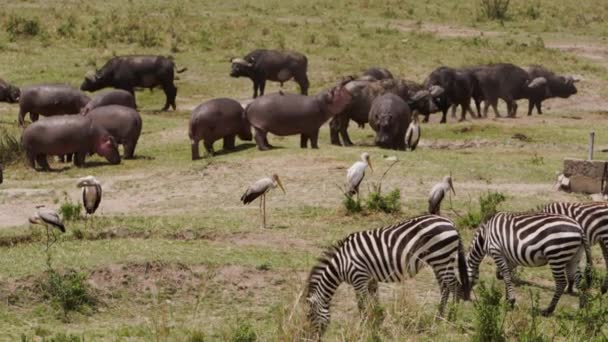 Africké buvoly a zebry pasoucí se v savaně — Stock video