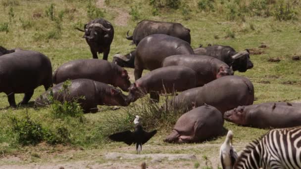 Búfalos africanos y cebras pastoreando en una sabana — Vídeos de Stock