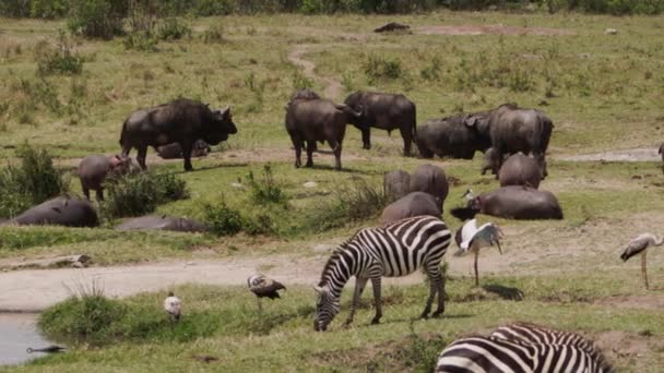 在草原上放牧的非洲水牛和斑马 — 图库视频影像