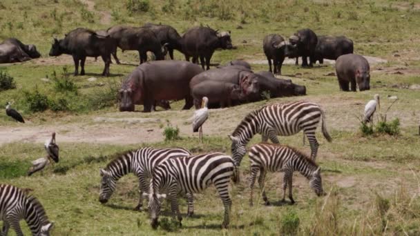 Búfalos africanos y cebras pastoreando en una sabana — Vídeos de Stock