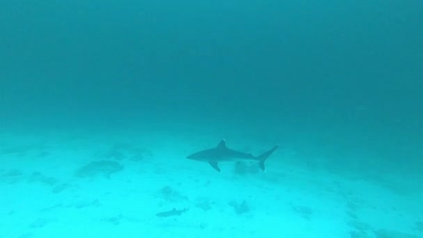 Silvertip Hiu, Carcharhinus albimargin, berenang di kedalaman biru. — Stok Video