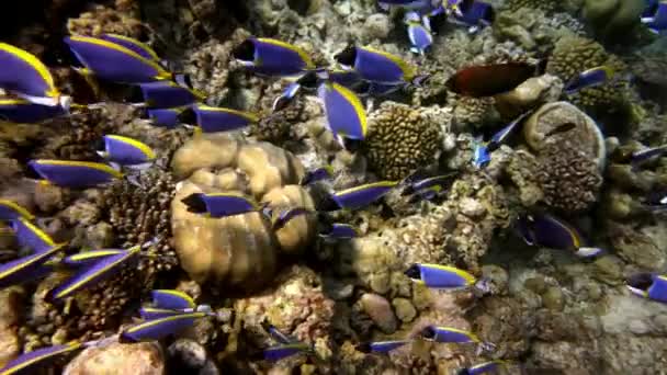 Escuela de hermosos peces azules sobre fondo corales rojos bajo el agua en el mar de Maldivas. — Vídeos de Stock