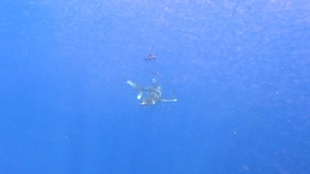 海中の深淵を泳ぐプラスチック製の漁網によって負傷したサメ. — ストック動画