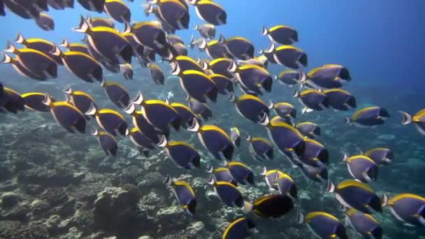 School van mooie blauwe vis op de achtergrond rode koralen onder water in de zee van de Malediven. — Stockvideo