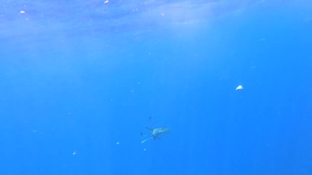 Um tubarão ferido por uma rede de pesca de plástico nada no abismo submarino. — Vídeo de Stock