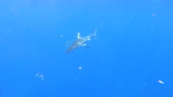 A shark wounded by a plastic fishing net swims in underwater ocean abyss. — Stock Video