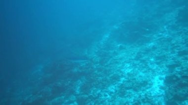 Gümüş uçlu köpekbalığı, Carcharhinus albimargin, mavi derinlikte yüzün..