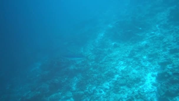 Requin argenté, Carcharhinus albimargin, nage dans les profondeurs bleues. — Video