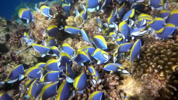 马尔代夫海海底红珊瑚背景上美丽的蓝鱼群. — 图库视频影像