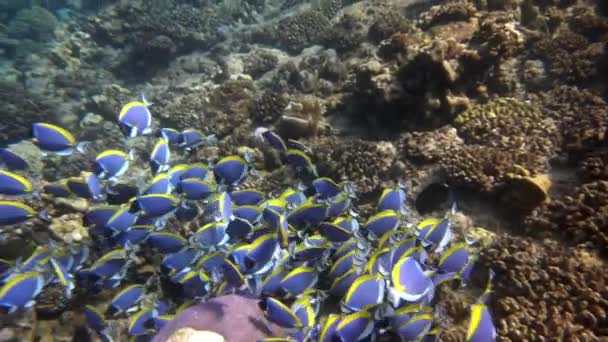 Σχολείο από όμορφα γαλάζια ψάρια σε φόντο κόκκινα κοράλλια υποβρύχια στη θάλασσα των Μαλδίβων. — Αρχείο Βίντεο
