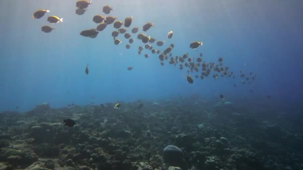 몰디브 해저에 있는 붉은 산호를 배경으로 하는 아름다운 푸른 물고기 떼. — 비디오
