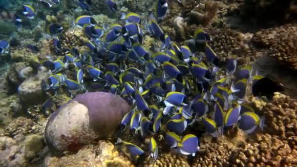 Iskola gyönyörű kék hal a háttérben vörös korallok víz alatt a tengerben a Maldív-szigetek. — Stock videók