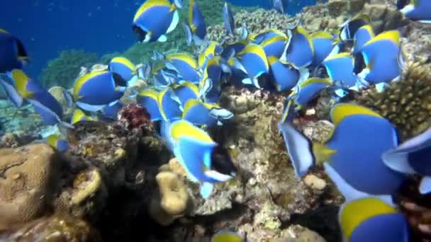 Szkoła pięknych niebieskich ryb na tle czerwonych korali podwodnych w morzu Malediwów. — Wideo stockowe
