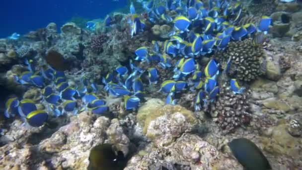 モルディブの海に潜る紅サンゴを背景に美しい青い魚の群れ. — ストック動画