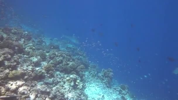 Silvertip Shark, Carcharhinus albimargin, płyń w błękitnej głębi. — Wideo stockowe