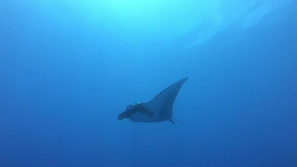 Gigantisk svart Oceanic Manta fisk flyter på en bakgrund av blått vatten — Stockvideo