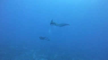 Devasa Siyah Okyanus Manta balığı mavi sularda yüzüyor.