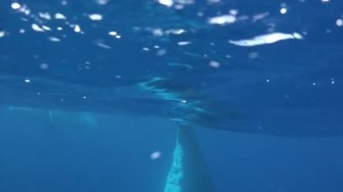 Su yüzeyindeki kambur balina kuyruğu ve sualtı video çerçevesi.