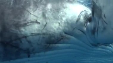 Pasifik Okyanusu 'nda sualtı dalgıcıyla yakın plan balina..