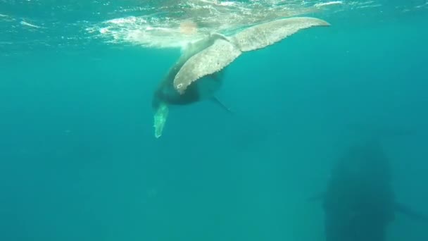 Cachorro de ballena jorobada recién nacido nada junto a la madre bajo el agua en el Océano Pacífico. — Vídeos de Stock
