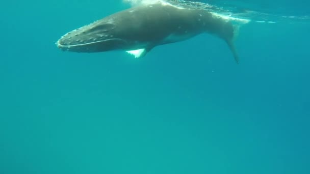 Cachorro de ballena jorobada recién nacido nada junto a la madre bajo el agua en el Océano Pacífico. — Vídeo de stock