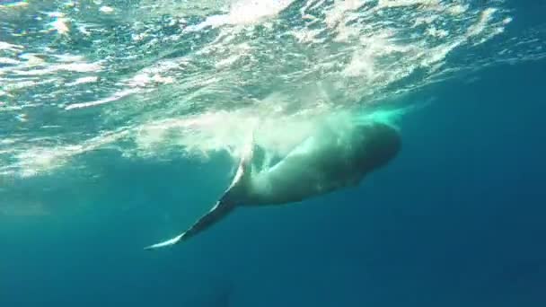 Nyfödd knölval unge simmar bredvid mor under vatten i Stilla havet. — Stockvideo