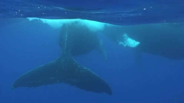 Veau de baleine à bosse avec vache baleine sous-marine dans l'océan Pacifique. — Video