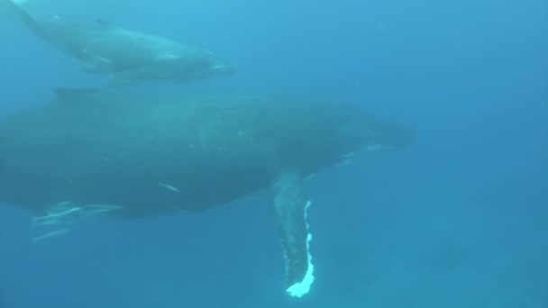 Whale family idyll underwater in Pacific Ocean. — Stock Video