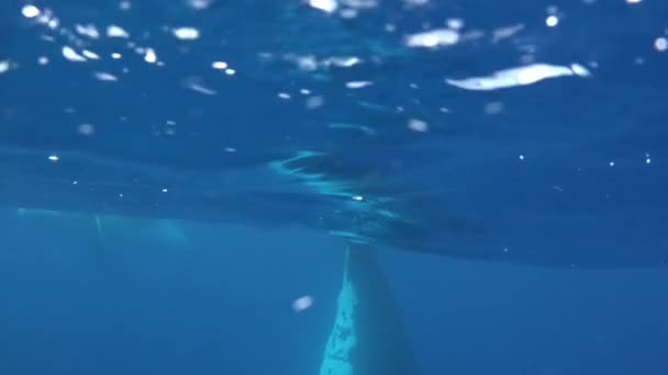Ουρά φάλαινας humpback πάνω από την επιφάνεια του νερού και υποβρύχια πλαίσιο βίντεο. — Αρχείο Βίντεο