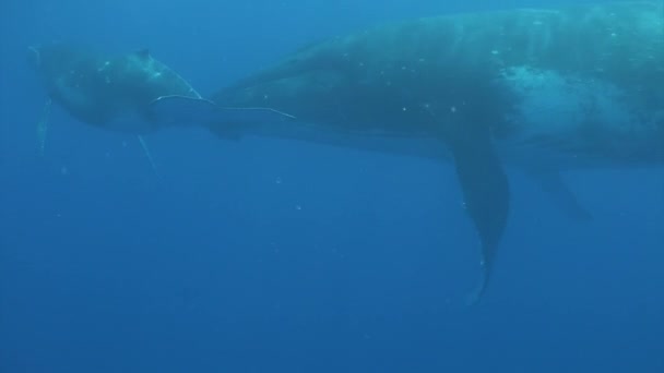 Rodinná idylka velryb pod vodou Tichého oceánu. — Stock video