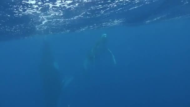 Горбатые киты под водой Тихого океана. — стоковое видео