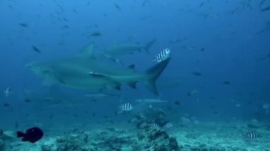 Tonga 'nın sualtı okyanusuyla köpekbalığı dalışı.
