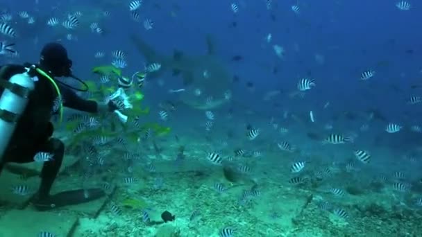 Γκρίζος καρχαρίας ταύρος τρώει από τα χέρια του δύτη υποβρύχιο ωκεανό της Τόνγκα. — Αρχείο Βίντεο