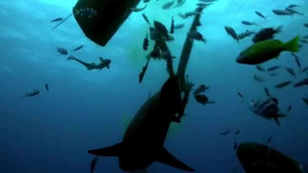 Alimentazione degli squali Carcharhinus leucas nella fauna marina sottomarina dell'Oceano Pacifico. — Video Stock