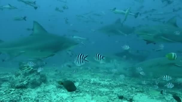 Tiburón toro gris y peces océano submarino de Tonga. — Vídeo de stock