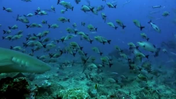 Smečka žraloků ve škole ryb pod mořem Tonga. — Stock video